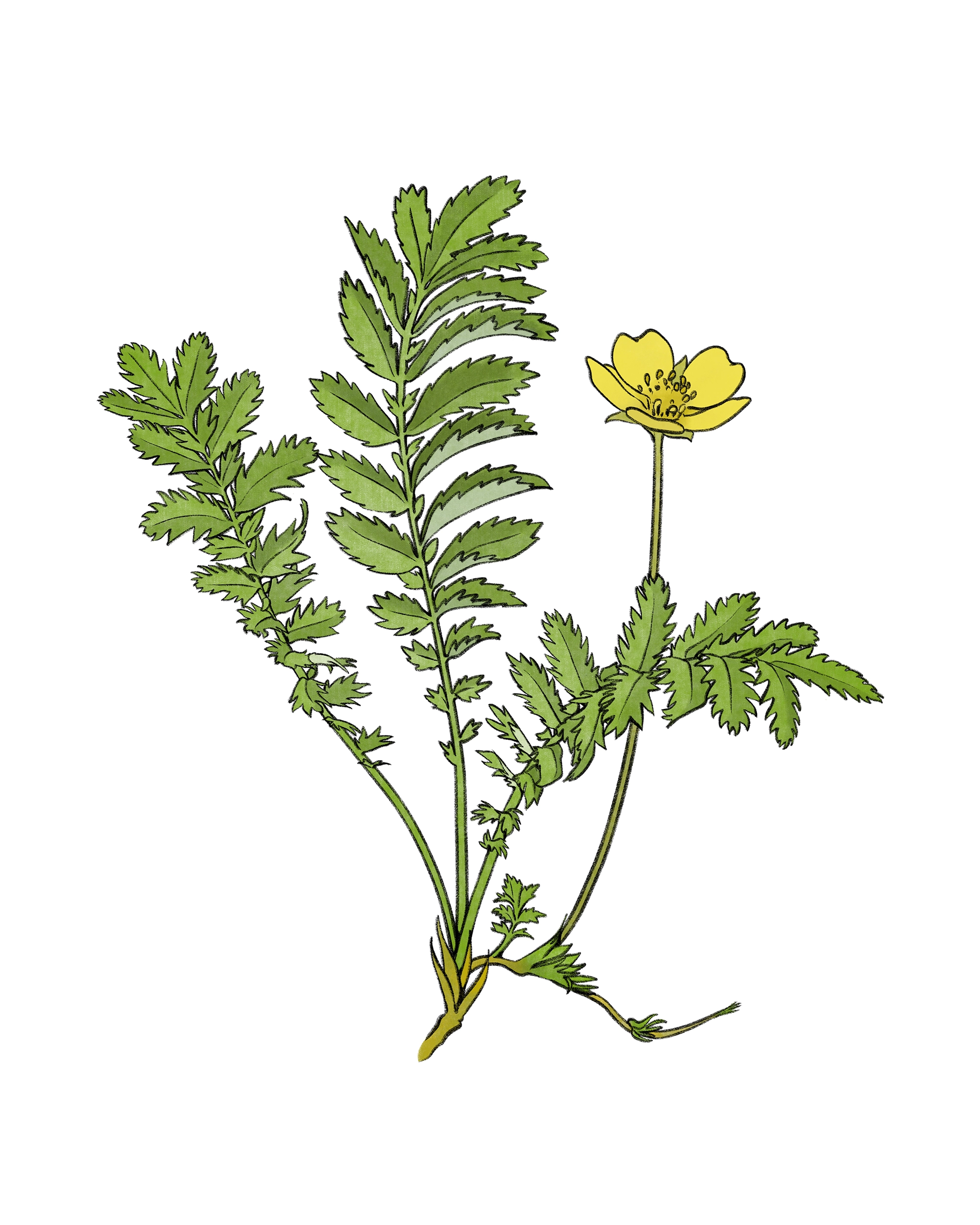 Gänsefingerkraut