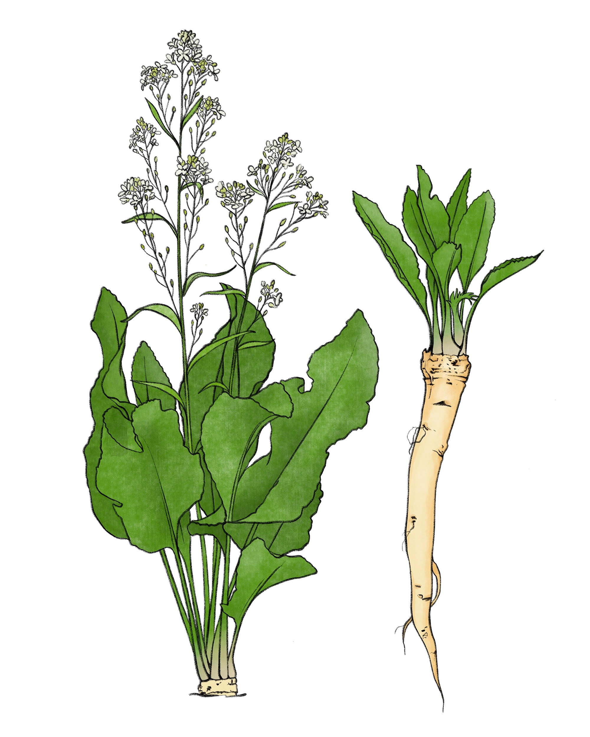 Meerrettich