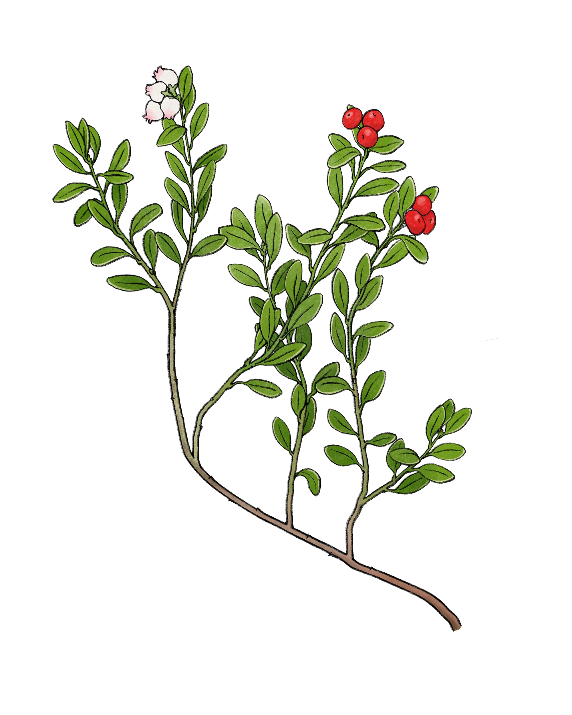 Bärentraube