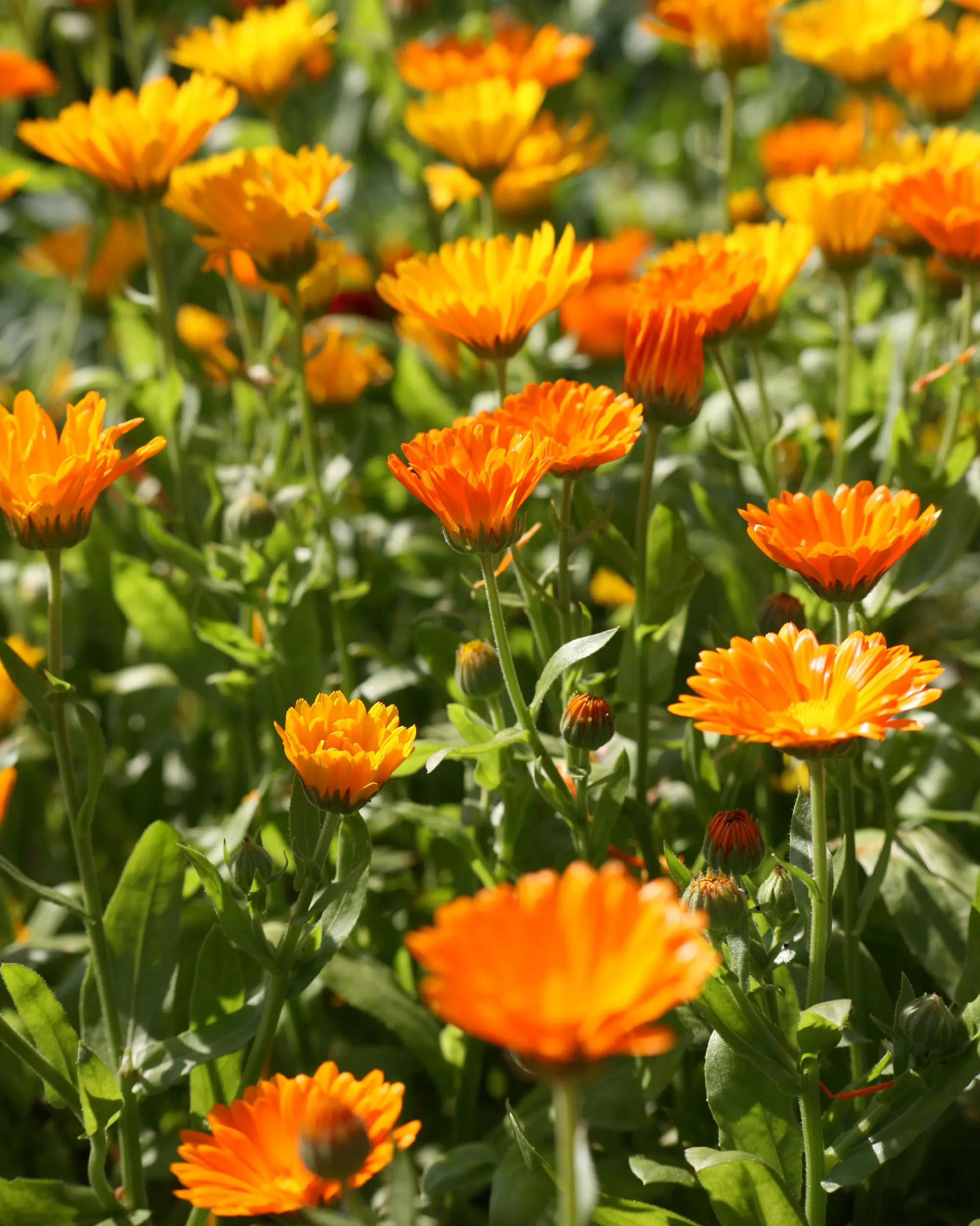 Ringelblume