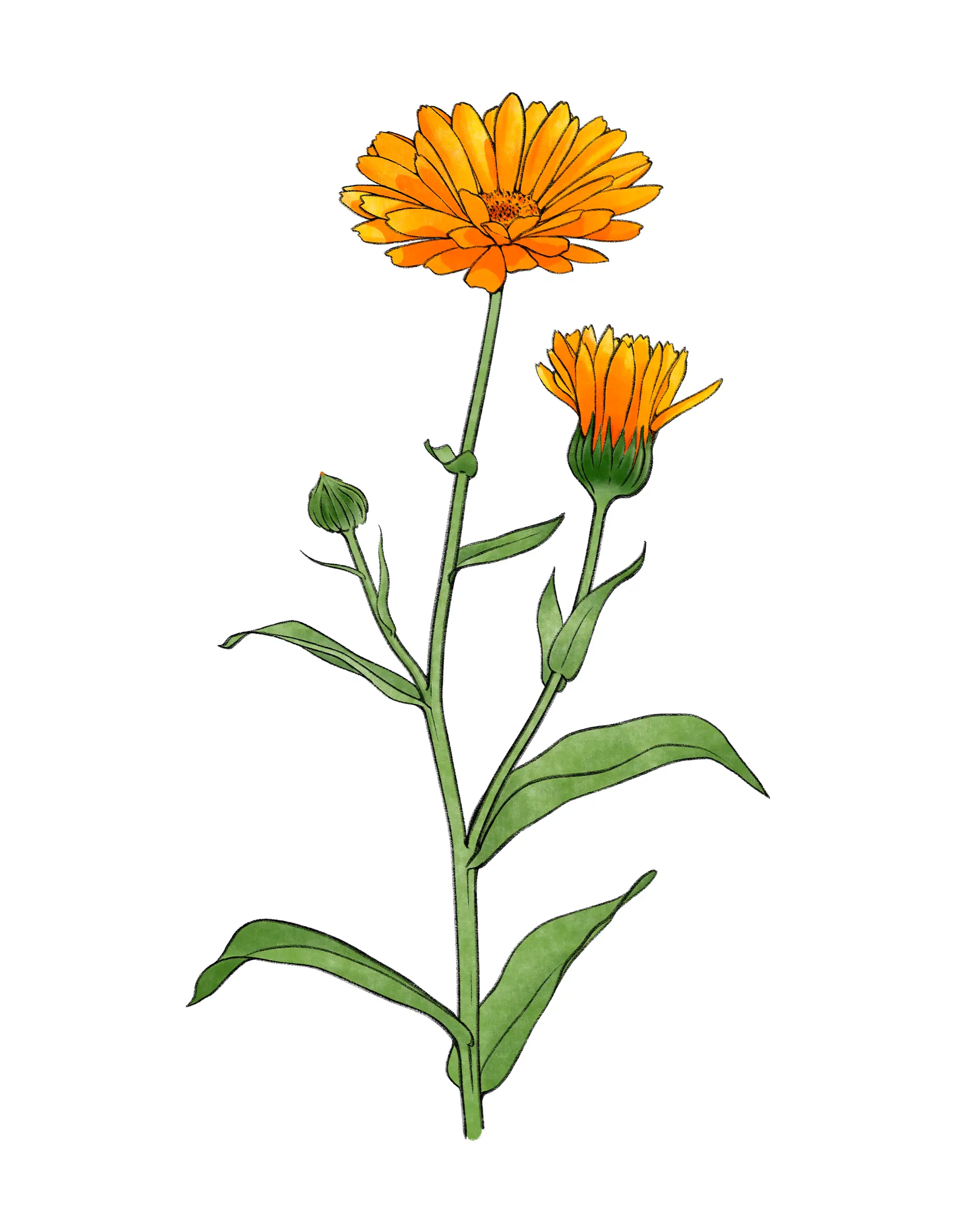 Ringelblume