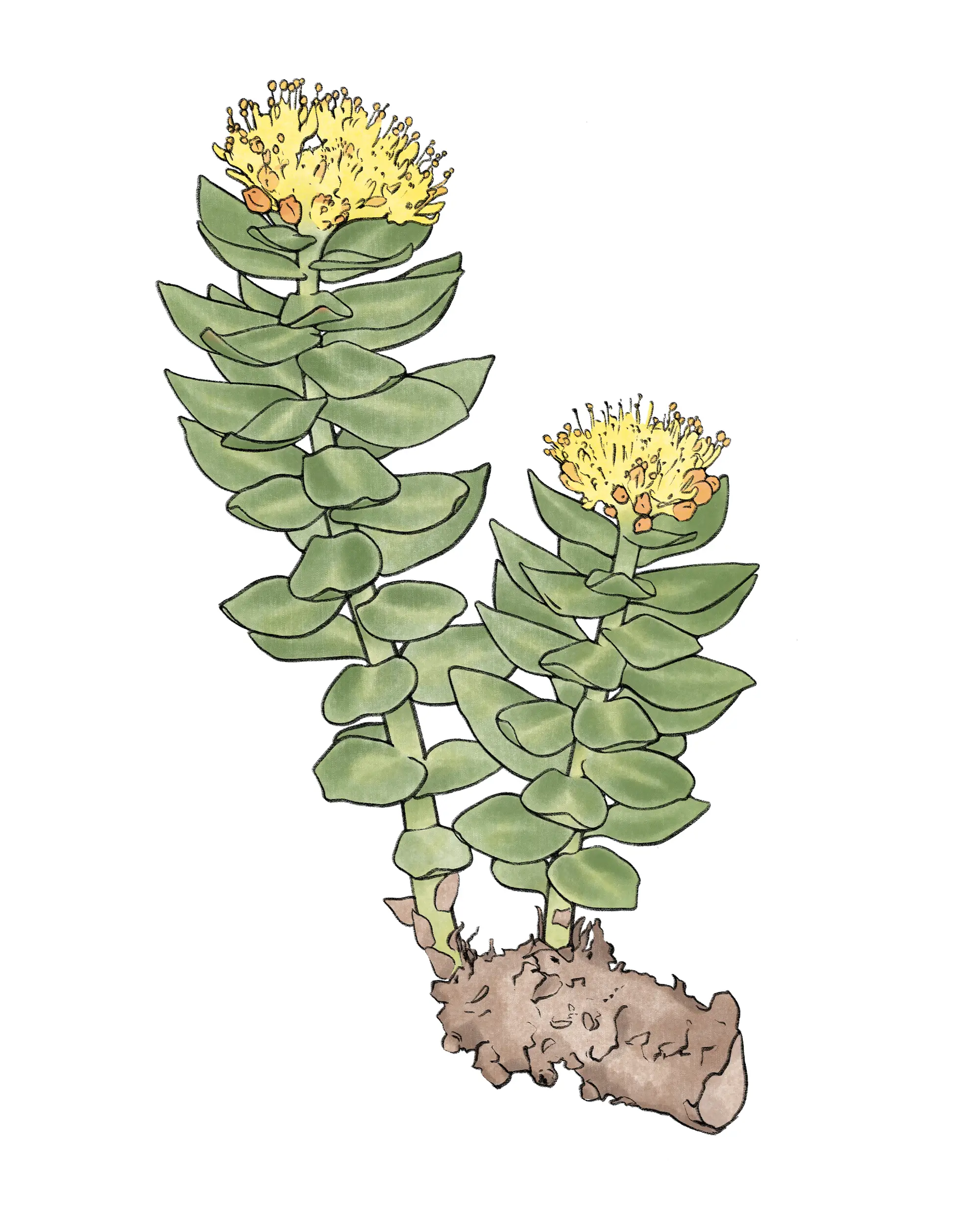 Rosenwurz
