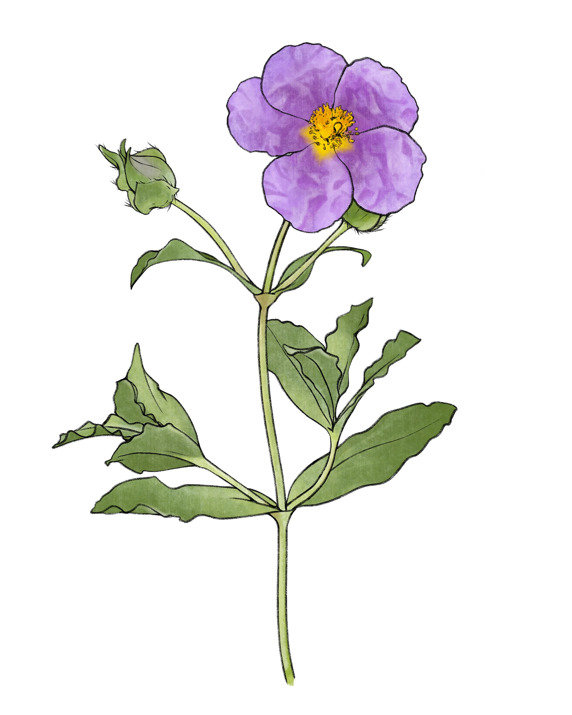Zistrose