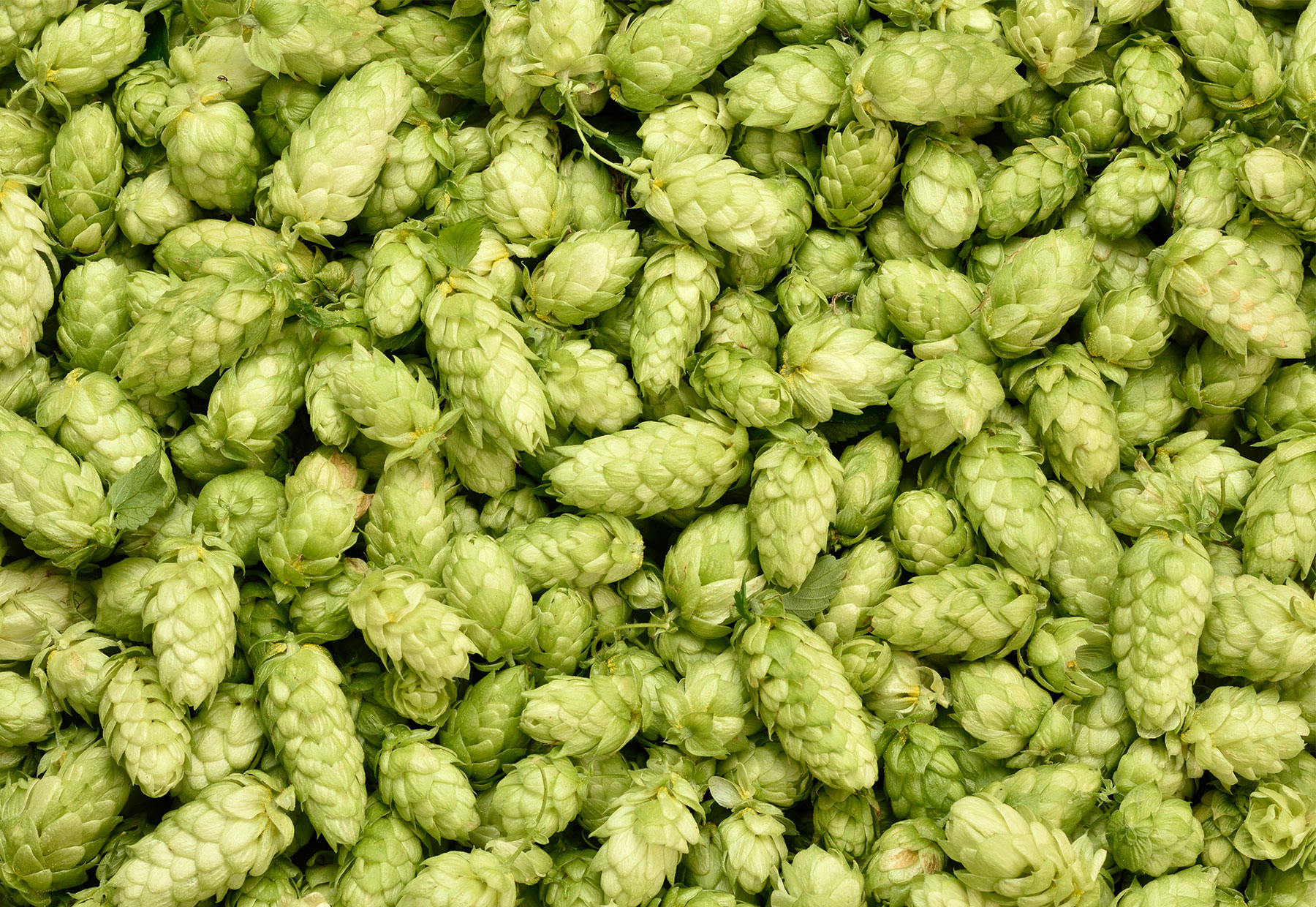 Hopfen (Humulus lupulus L.)