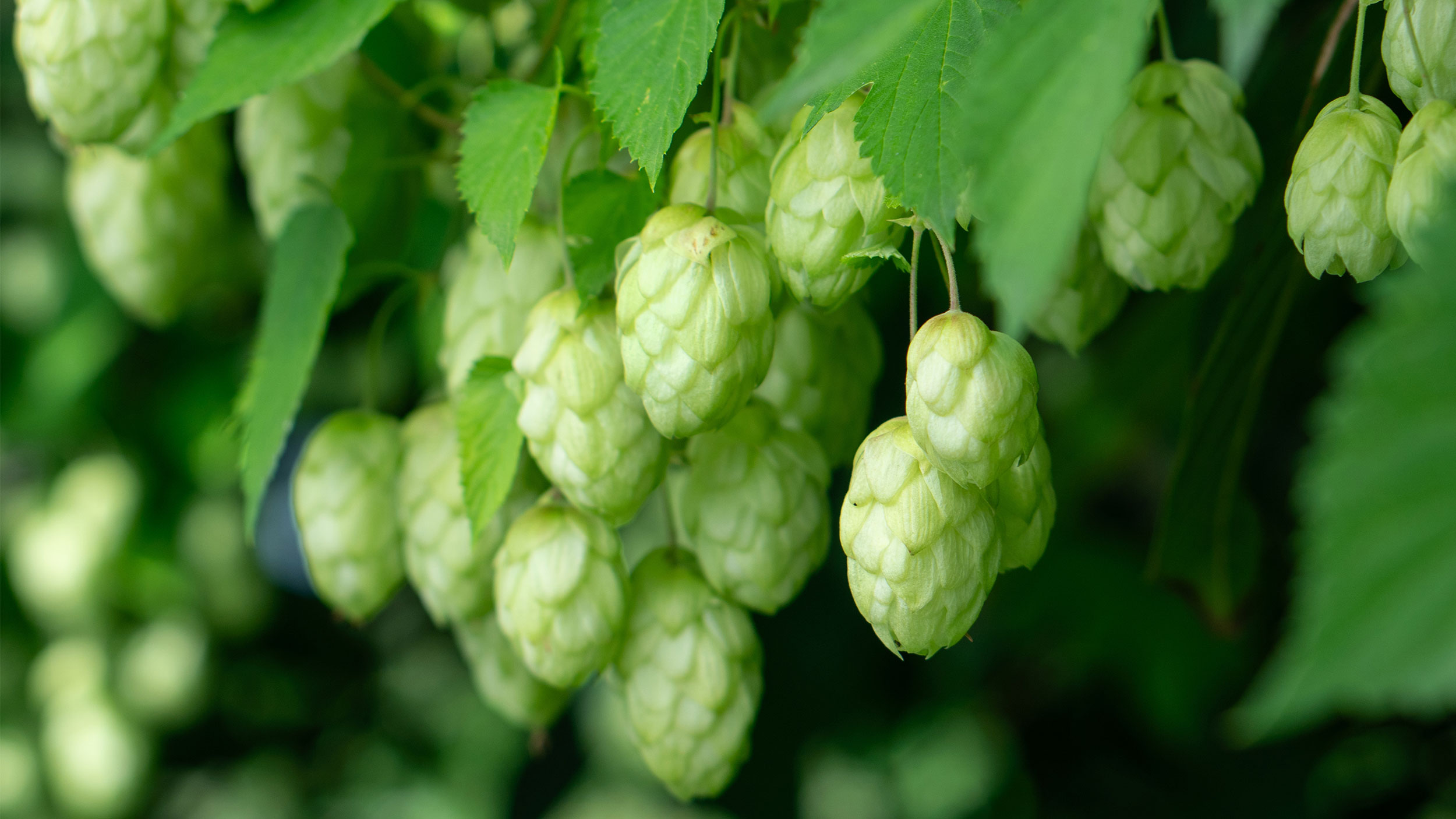 Hopfen (Humulus lupulus L.)