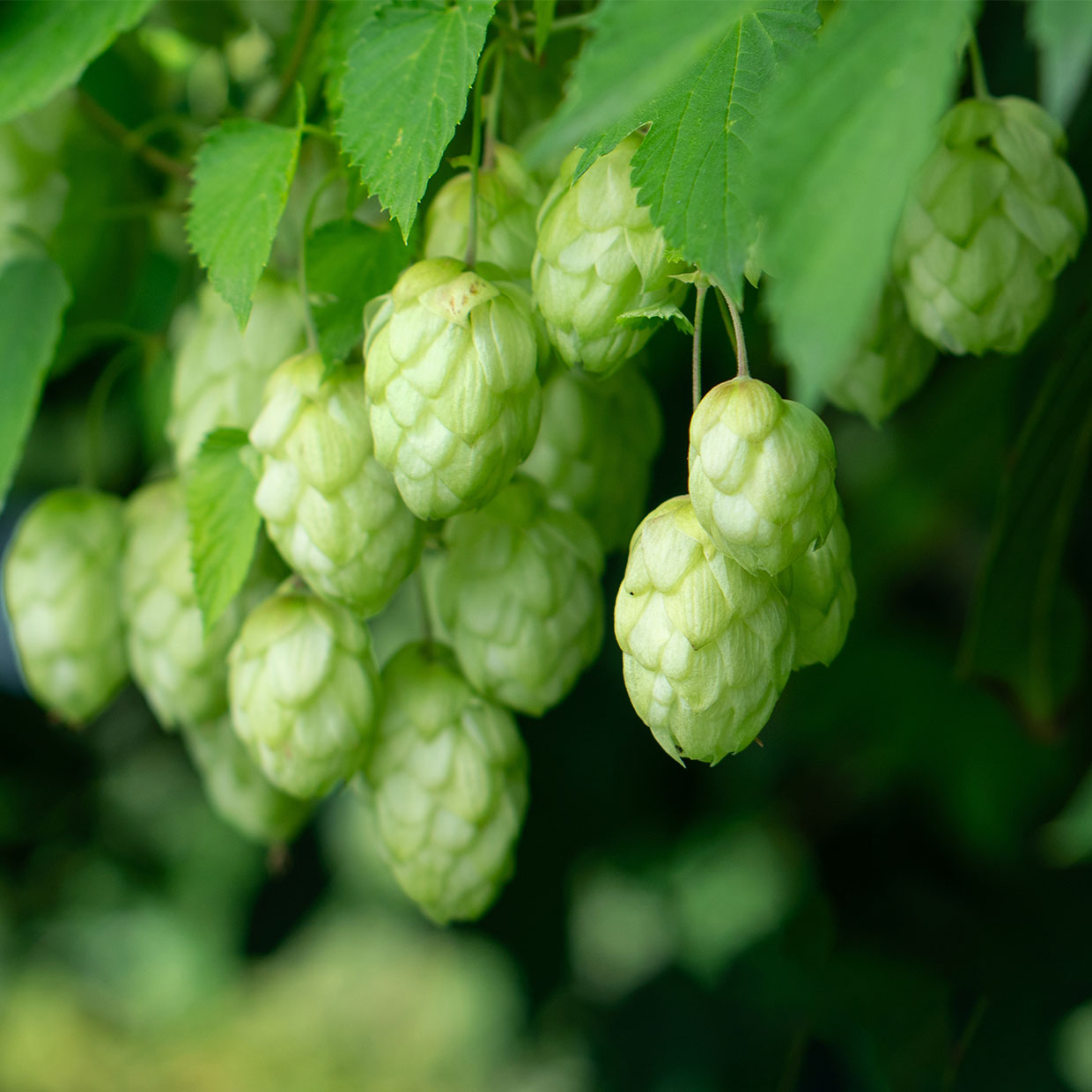 Hopfen (Humulus lupulus L.)